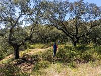 Durch lichten Korkeichenwald